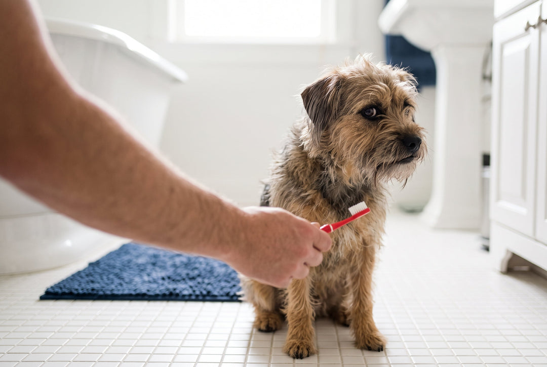 Terrier mix looking away from a dog toothbrush in the bathroom