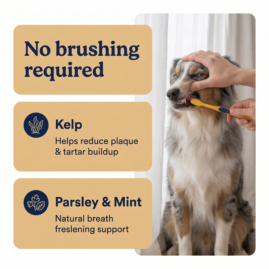 Daily dental chews for fresher breath and cleaner teeth