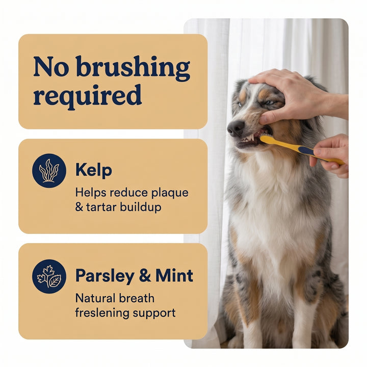 Daily dental chews for fresher breath and cleaner teeth